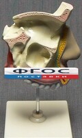 Модель "Разрез носоглотки" - fgospostavki.ru - Нижний Тагил