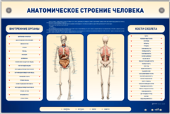 Электрифицированный стенд-тренажер c макетом скелета "Анатомическое строение человека" - fgospostavki.ru - Нижний Тагил