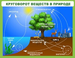 Стенд "Круговорот веществ" - fgospostavki.ru - Нижний Тагил