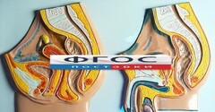 Модель барельефная "Таз мужской и таз женский" - fgospostavki.ru - Нижний Тагил