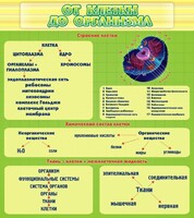 Стенд "От клетки до организма" - fgospostavki.ru - Нижний Тагил