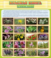 Стенд "Красная книга - растения" - fgospostavki.ru - Нижний Тагил