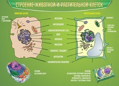 Стенд "Строение животной и растительной клеток" - fgospostavki.ru - Нижний Тагил
