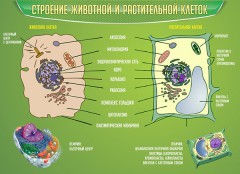  Биология - fgospostavki.ru - Нижний Тагил