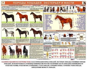 Комплект плакатов "Служебное коневодство" - fgospostavki.ru - Нижний Тагил