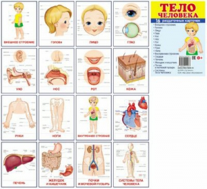 Раздаточные карточки "Тело человека" - fgospostavki.ru - Нижний Тагил