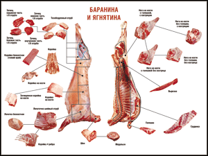 Таблица "Правила разделки мясных туш. Баранина и ягнятина" (100х140 сантиметров, винил) - fgospostavki.ru - Нижний Тагил