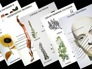 Таблицы по природоведению 1-3 класс (46 штук, формат А2) - fgospostavki.ru - Нижний Тагил