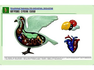 Рельефная таблица "Внутреннее строение голубя" (формат А1, матовое ламинирование) - fgospostavki.ru - Нижний Тагил
