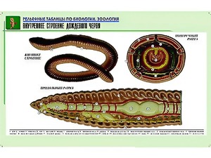 Рельефная таблица "Внутреннее строение дождевого червя" (формат А1, матовое ламинирование) - fgospostavki.ru - Нижний Тагил