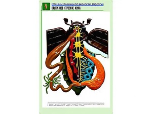 Рельефная таблица "Внутреннее строение жука" (формат А1, матовое ламинирование) - fgospostavki.ru - Нижний Тагил