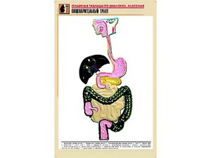 Рельефная таблица "Пищеварительный тракт" (формат А1, матовое ламинирование) - fgospostavki.ru - Нижний Тагил