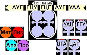 Модель-аппликация "Биосинтез белка" (ламинированная) - fgospostavki.ru - Нижний Тагил