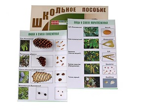 Коллекция "Шишки, плоды, семена деревьев и кустарников" - fgospostavki.ru - Нижний Тагил
