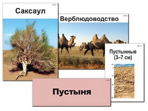 Модель-аппликация "Природные зоны России" (ламинированная) - fgospostavki.ru - Нижний Тагил