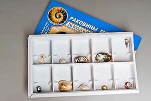 Коллекция "Раковины моллюсков" - fgospostavki.ru - Нижний Тагил