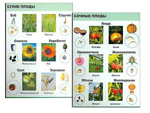 Коллекция "Семена и плоды" - fgospostavki.ru - Нижний Тагил