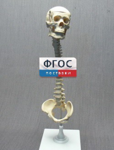 Модель "Позвоночник с черепом и тазом" - fgospostavki.ru - Нижний Тагил