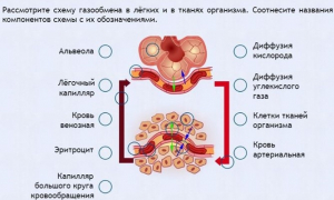 Интерактивные курсы. Биология 9 класс. Расширенный. - fgospostavki.ru - Нижний Тагил