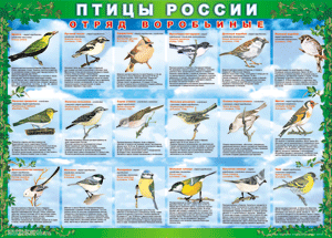 Комплект таблиц "Птицы России (4 листа)" (100х140 сантиметров, винил) - fgospostavki.ru - Нижний Тагил
