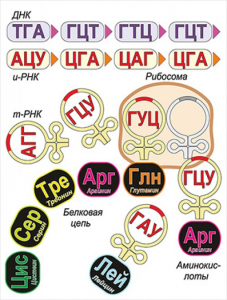 Модель-аппликация Биосинтез белка - fgospostavki.ru - Нижний Тагил