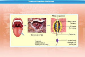 Интерактивные курсы. Биология 10 класс. Расширенный. - fgospostavki.ru - Нижний Тагил