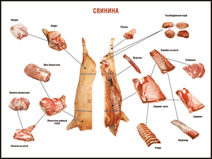 Таблица "Правила разделки мясных туш. Свинина" (100х140 сантиметров. винил) - fgospostavki.ru - Нижний Тагил