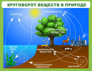 Стенд "Круговорот веществ" - fgospostavki.ru - Нижний Тагил