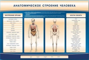 Электрифицированный стенд-тренажер c макетом скелета "Анатомическое строение человека" - fgospostavki.ru - Нижний Тагил