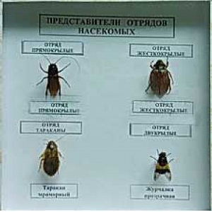Коллекция энтомологическая "Представители отряда насекомых" - fgospostavki.ru - Нижний Тагил