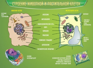 Стенд "Строение животной и растительной клеток" - fgospostavki.ru - Нижний Тагил