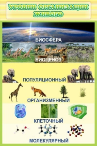 Стенд "Уровни организации живого" - fgospostavki.ru - Нижний Тагил