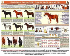 Комплект плакатов "Служебное коневодство" - fgospostavki.ru - Нижний Тагил