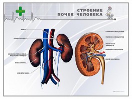 Стенд "Строение почки человека" - fgospostavki.ru - Нижний Тагил