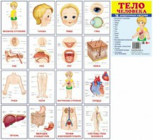 Раздаточные карточки "Тело человека" - fgospostavki.ru - Нижний Тагил