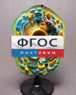 Модель "Клетка растения" - fgospostavki.ru - Нижний Тагил