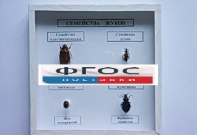 Коллекция "Семейство жуков" - fgospostavki.ru - Нижний Тагил