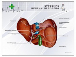 Стенд "Строение печени человека" - fgospostavki.ru - Нижний Тагил