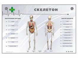 Электрифицированный стенд-тренажер "Скелетон" - fgospostavki.ru - Нижний Тагил