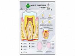 Электрифицированный стенд "Анатомия зуба" - fgospostavki.ru - Нижний Тагил