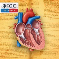 Анатомия (Цифровой атлас школьника) - fgospostavki.ru - Нижний Тагил