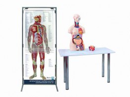 Интерактивный учебный комплекс "Анатомический атлас 3D" - fgospostavki.ru - Нижний Тагил