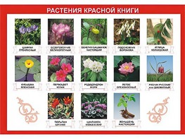 Таблица демонстрационная "Растения Красной книги" (винил 100*140) - fgospostavki.ru - Нижний Тагил