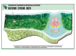 Рельефная таблица "Клеточное строение листа" (формат А1, матовое ламинирование) - fgospostavki.ru - Нижний Тагил
