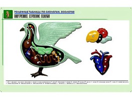 Рельефная таблица "Внутреннее строение голубя" (формат А1, матовое ламинирование) - fgospostavki.ru - Нижний Тагил