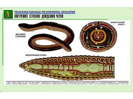 Рельефная таблица "Внутреннее строение дождевого червя" (формат А1, матовое ламинирование) - fgospostavki.ru - Нижний Тагил
