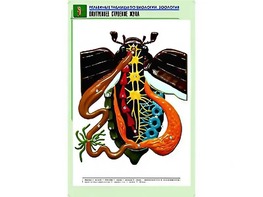 Рельефная таблица "Внутреннее строение жука" (формат А1, матовое ламинирование) - fgospostavki.ru - Нижний Тагил