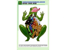 Рельефная таблица "Внутреннее строение лягушки" (формат А1, матовое ламинирование) - fgospostavki.ru - Нижний Тагил