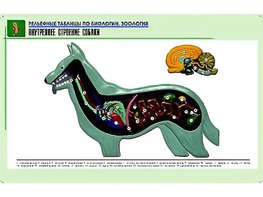 Рельефная таблица "Внутреннее строение собаки" (формат А1, матовое ламинирование) - fgospostavki.ru - Нижний Тагил