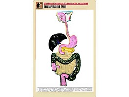 Рельефная таблица "Пищеварительный тракт" (формат А1, матовое ламинирование) - fgospostavki.ru - Нижний Тагил